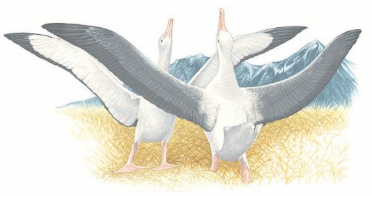 Two albatrosses perform their courtship "dance".