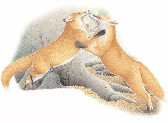 Red foxes fighting
