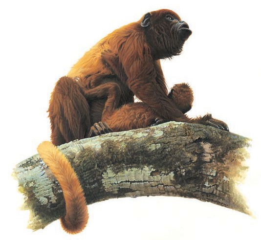 Howler monkey