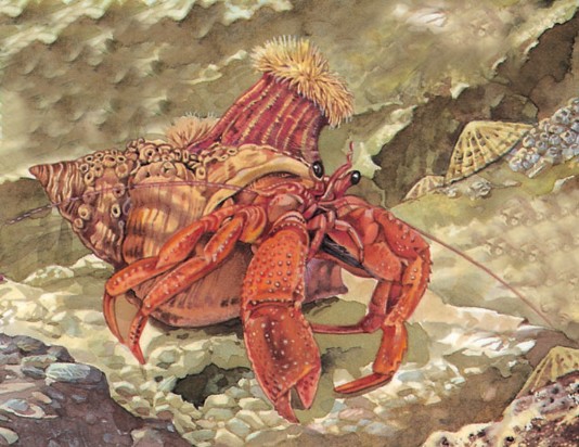 Hermit crab carrying a sea anemone