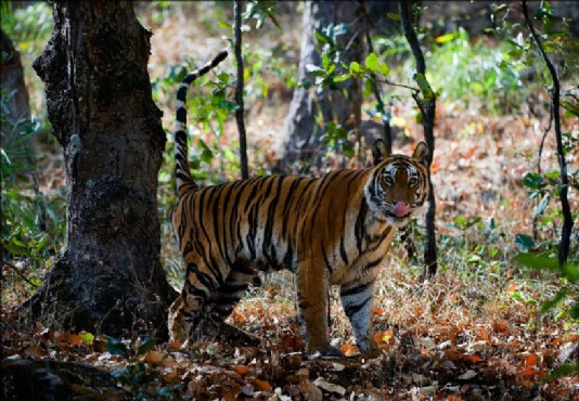 A tigress marks the border of her territory.