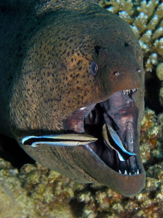 Cleaner wrasses in a giant moray eel's mouth