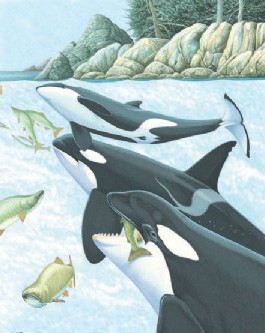 A pod of killer whales herding salmon