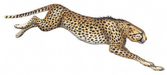 The fastest land animal, the cheetah