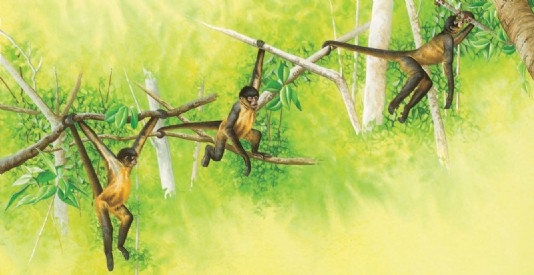 A spider monkey moves through the trees.