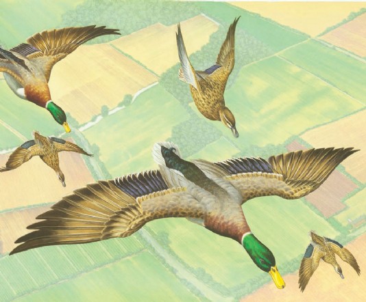 Ducks in flight