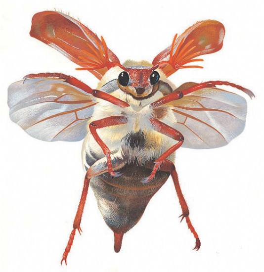 To fly, beetles spread their hard wing cases open.