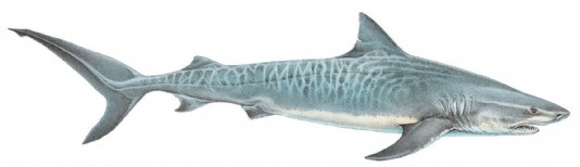 Tiger shark