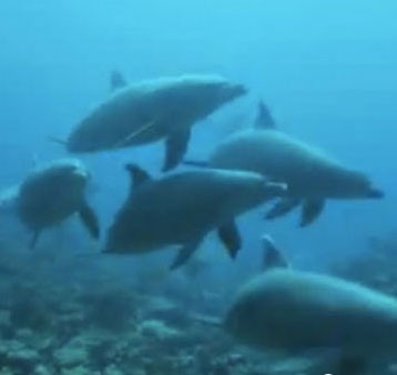 Dolphins swimming