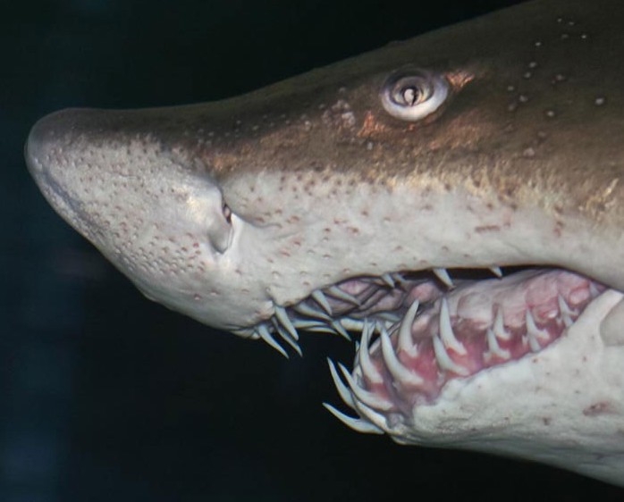 The head of a sand tiger shark