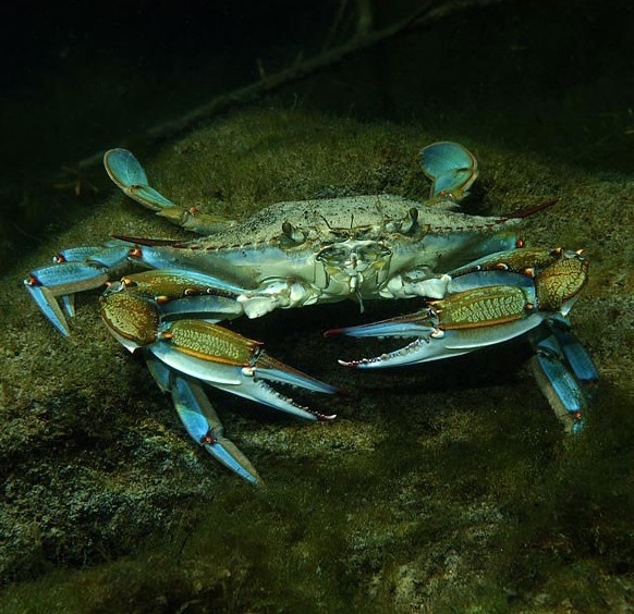Blue crab