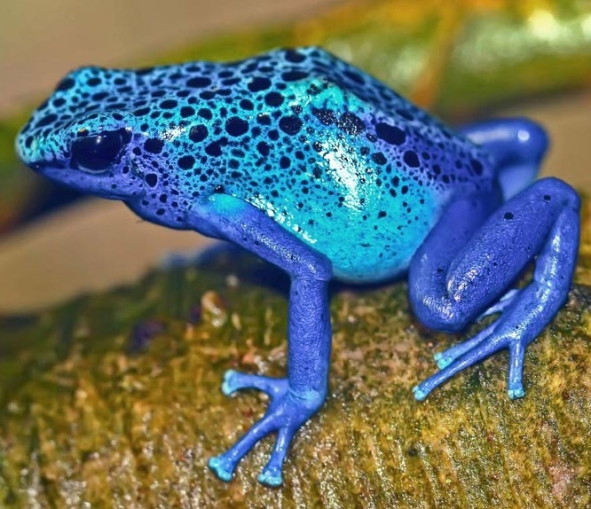 Blue poison dart frog