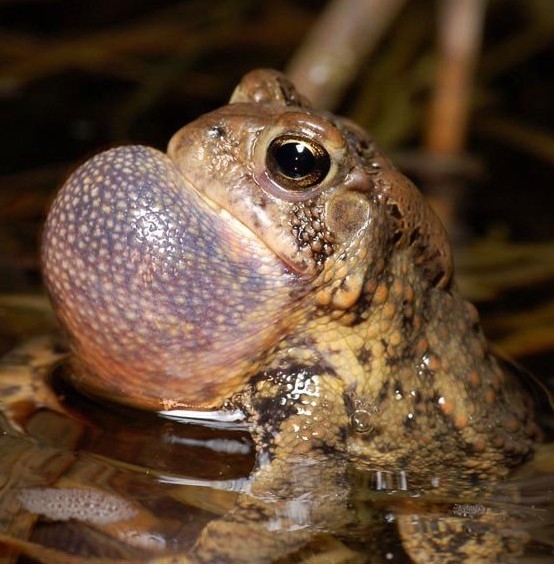 A male American toad, calling for a mate