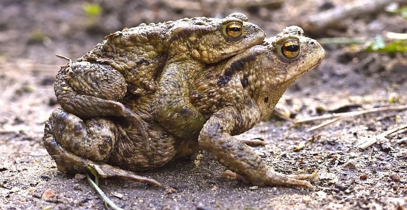 Common toads mating