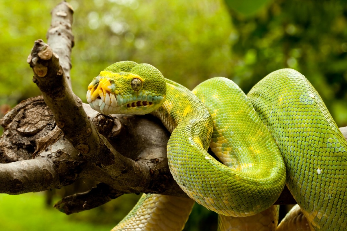 Green tree python