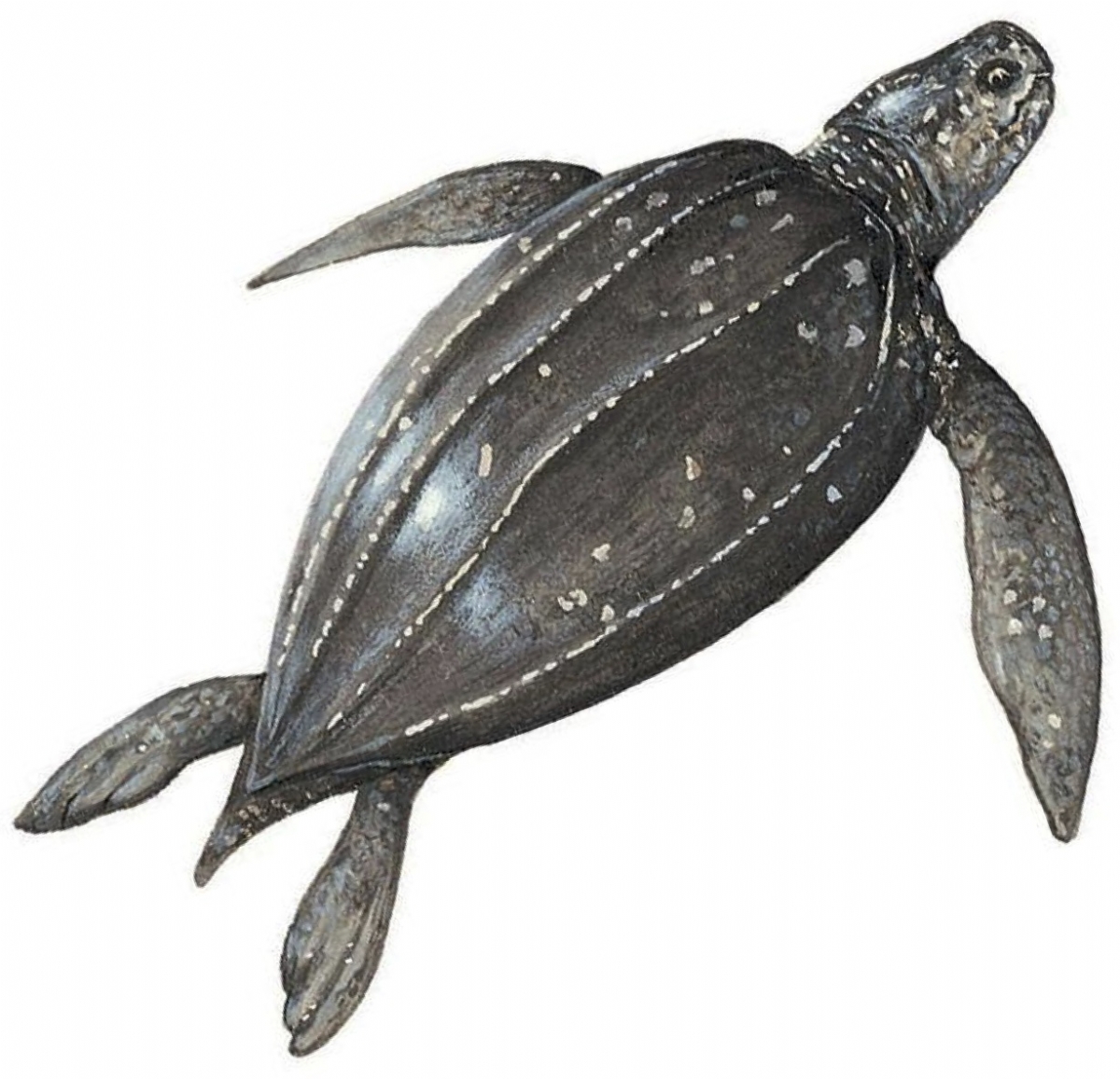 Leatherback turtle