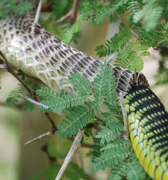 A snake shedding its skin
