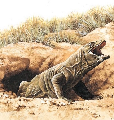 Female Komodo dragon defending her nest