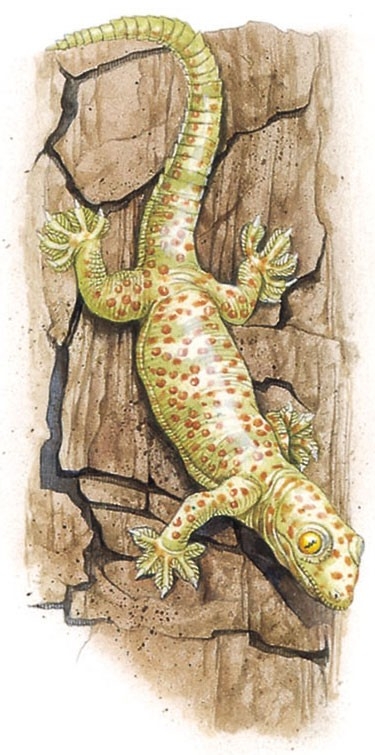 Common gecko