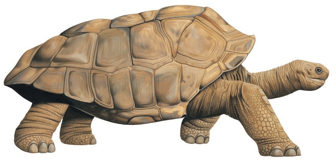 Giant tortoise