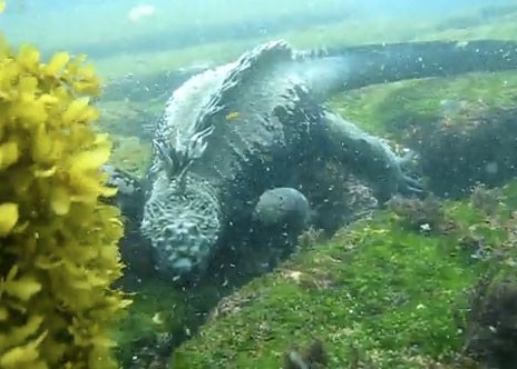 Marine iguana