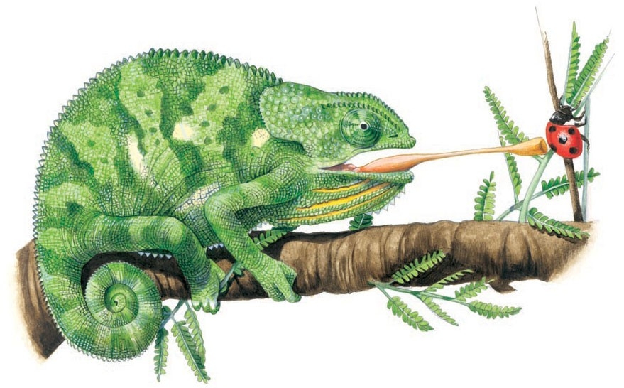 A chameleon seizing a ladybird
