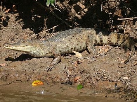 Spectacled caiman