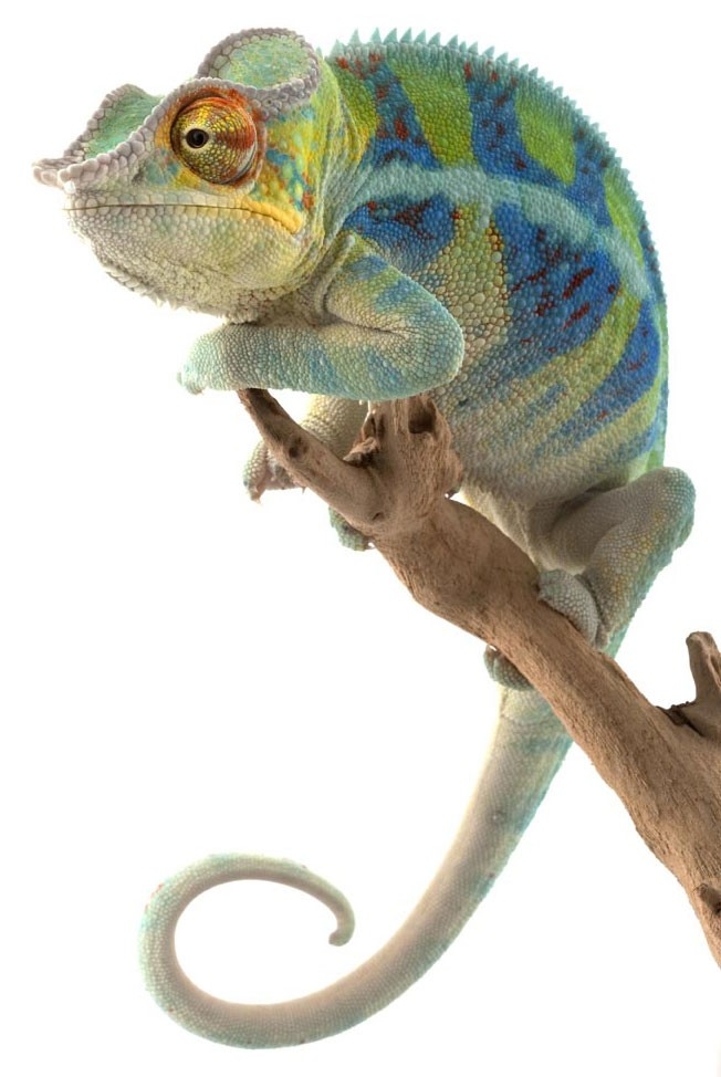 Panther chameleon