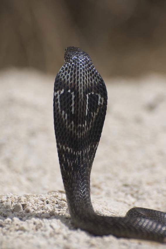 Spectacled cobra