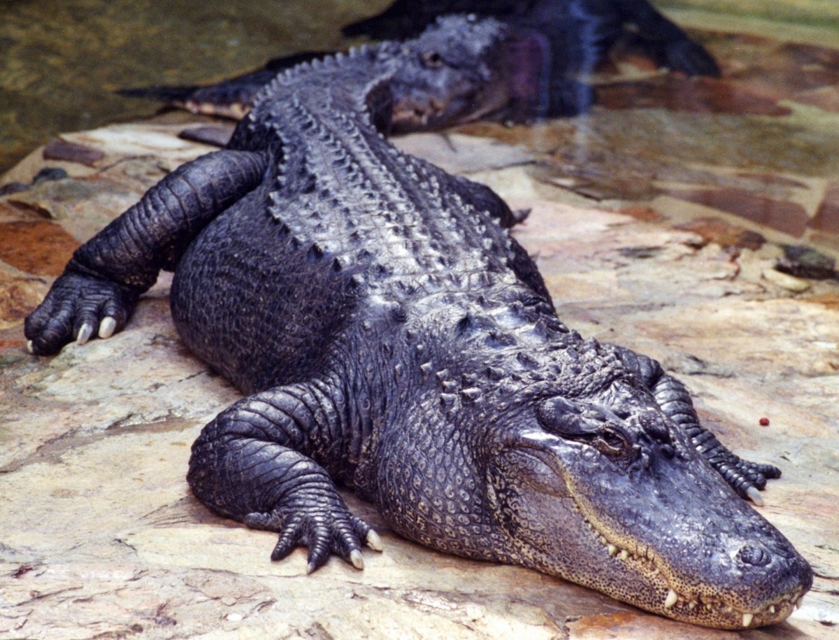 American alligator