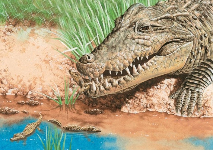 The mother releases her young into the river.