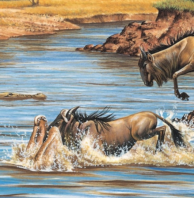 A crocodile attacks a young wildebeest.