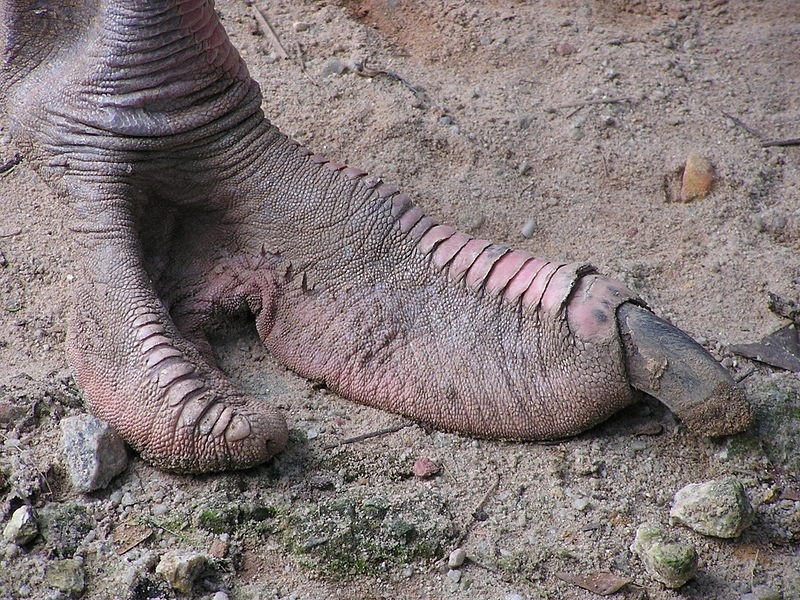 Ostrich foot