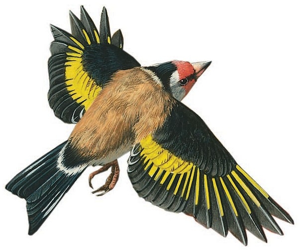 European goldfinch in flight