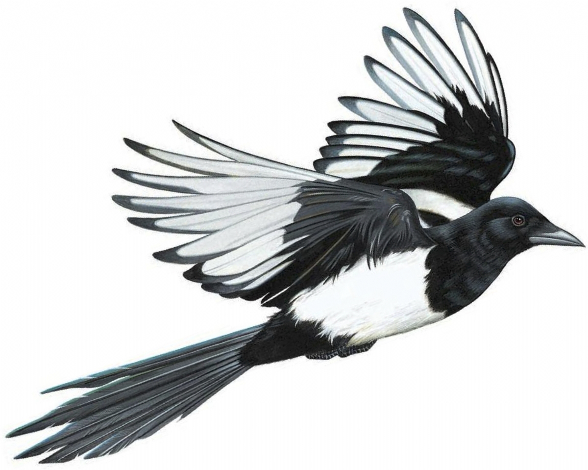 European magpie in flight