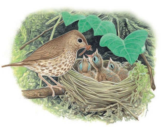 A song thrush brings a worm to her hatchlings.