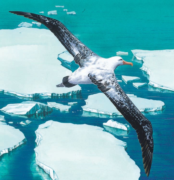 A wandering albatross flying over icy seas