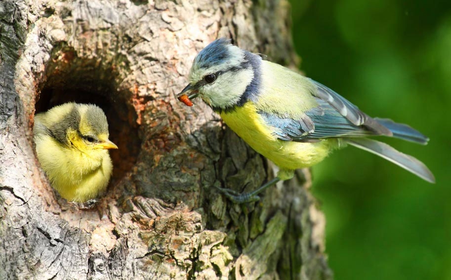A blue tit feeding its young