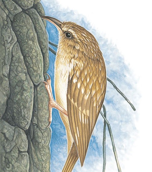 The treecreeper probes for insects.