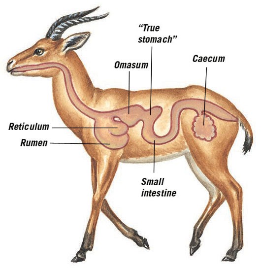 The digestive tract inside an antelope