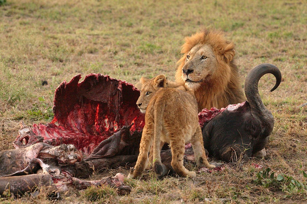 Lion and cub eating a Cape buffalo
