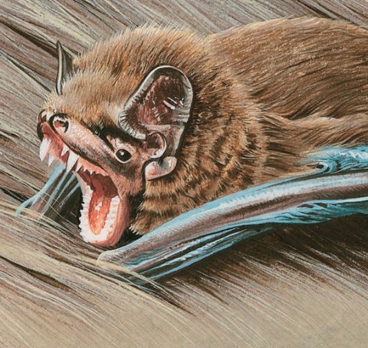 Vampire bat