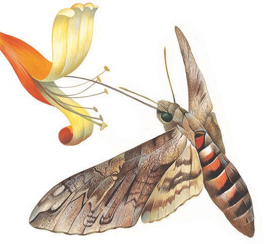 A hawkmoth drinks nectar from a flower