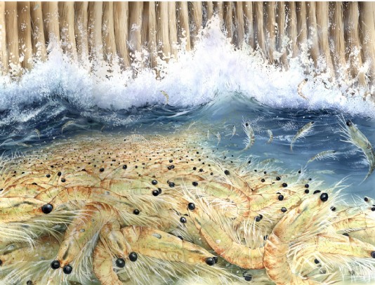 A view inside a blue whale's mouth