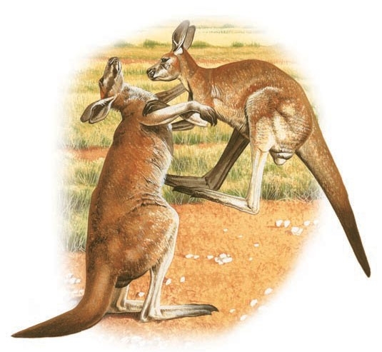 Two male kangaroos fight.