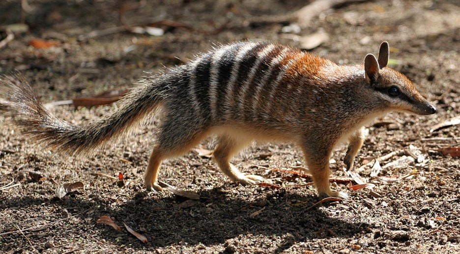 Numbat