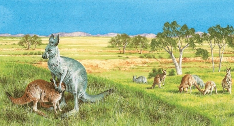 Red kangaroos grazing on a plain in Australia