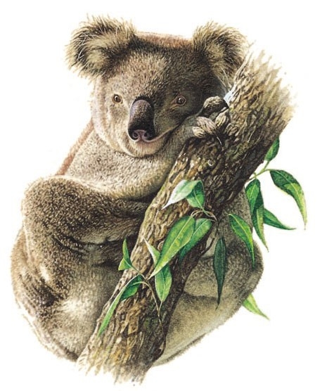 Koala