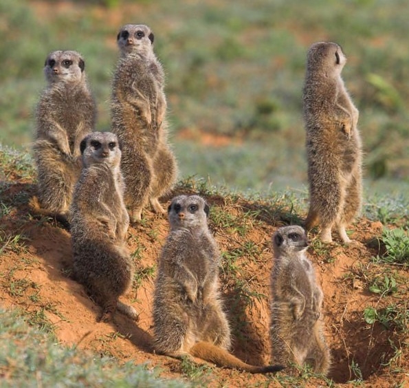A family of meerkats on the alert