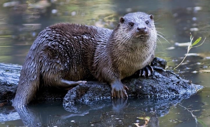 European otter